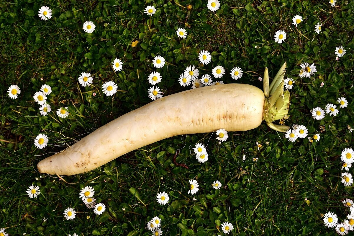 radish