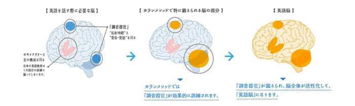 調音器官