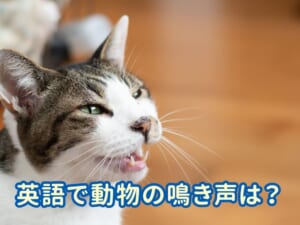 英語で動物の鳴き声は？一覧表と鳴き声が出てくる英語絵本3選をご紹介