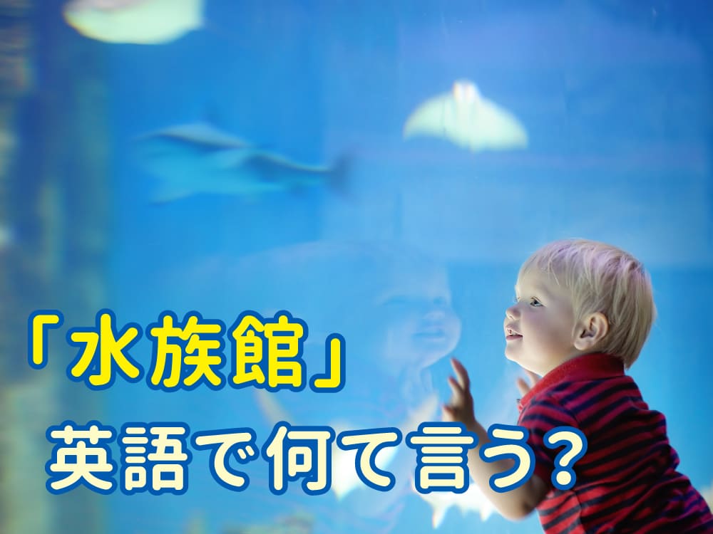 水族館って英語でなんて言うの?親子で楽しむ海の生きもの英語15選!