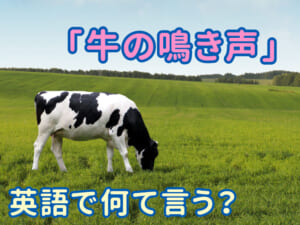 「牛の鳴き声」は英語で？動物の鳴き声と一緒に覚えよう！