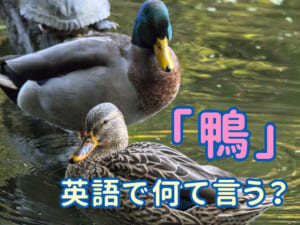 鴨は英語でどう言う？「duck」の意味と便利なフレーズまとめ