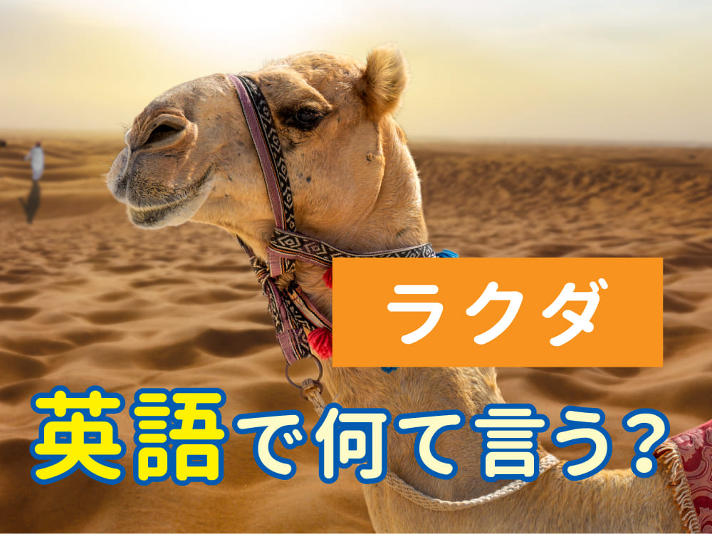 ラクダは英語で何て言う？意味と使い方をわかりやすく紹介
