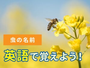 虫の名前を英語で覚えよう！親子で楽しむ昆虫学習
