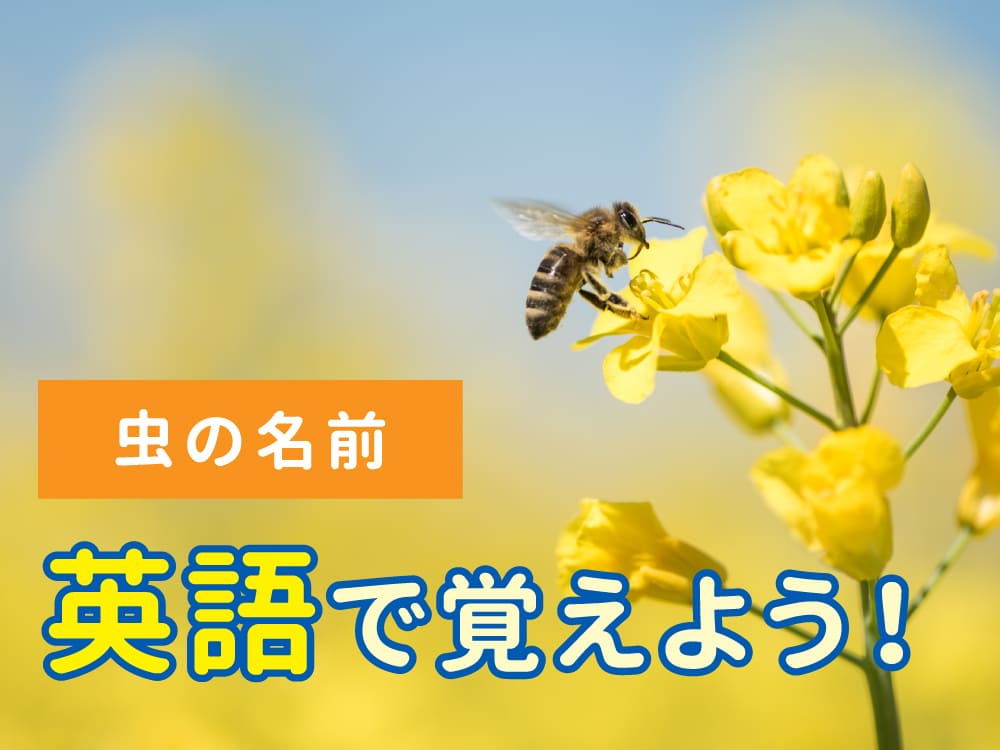 虫の名前を英語で覚えよう！親子で楽しむ昆虫学習