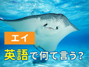 「エイ」を英語で言うと？水族館で使える英語も紹介！