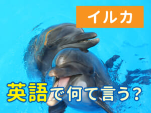英語でイルカを表す単語は？覚えやすい例文付きで紹介！