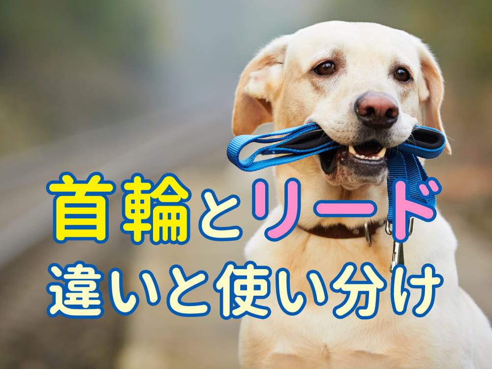 犬の「首輪」と「リード」：英語での違いと使い分けをわかりやすく紹介
