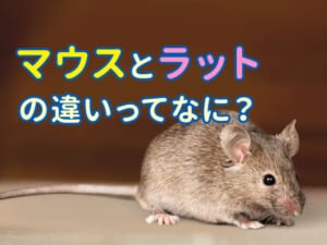 マウスとラットの違いとは？英語での意味と使い分けを解説