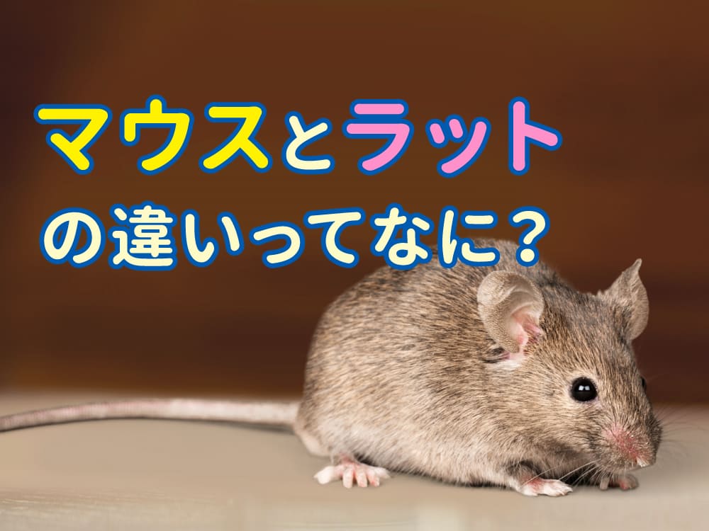 マウスとラットの違いとは？英語での意味と使い分けを解説