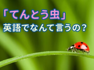 てんとう虫の漢字と意味を知ろう！英語で何ていう？