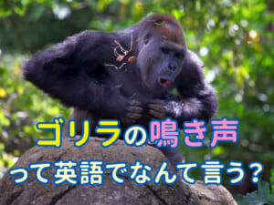ゴリラの鳴き声は英語で何という？動物の鳴き声の英語まとめ