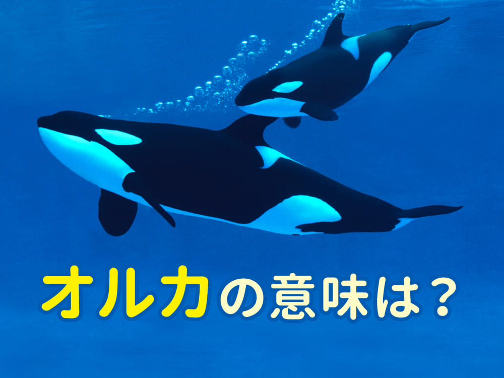 オルカ（orca）の意味とは？英語での使い方と「シャチ」との違いを解説
