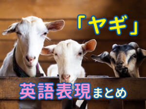 ヤギの英語表現まとめ｜親子で覚える動物の基本英単語