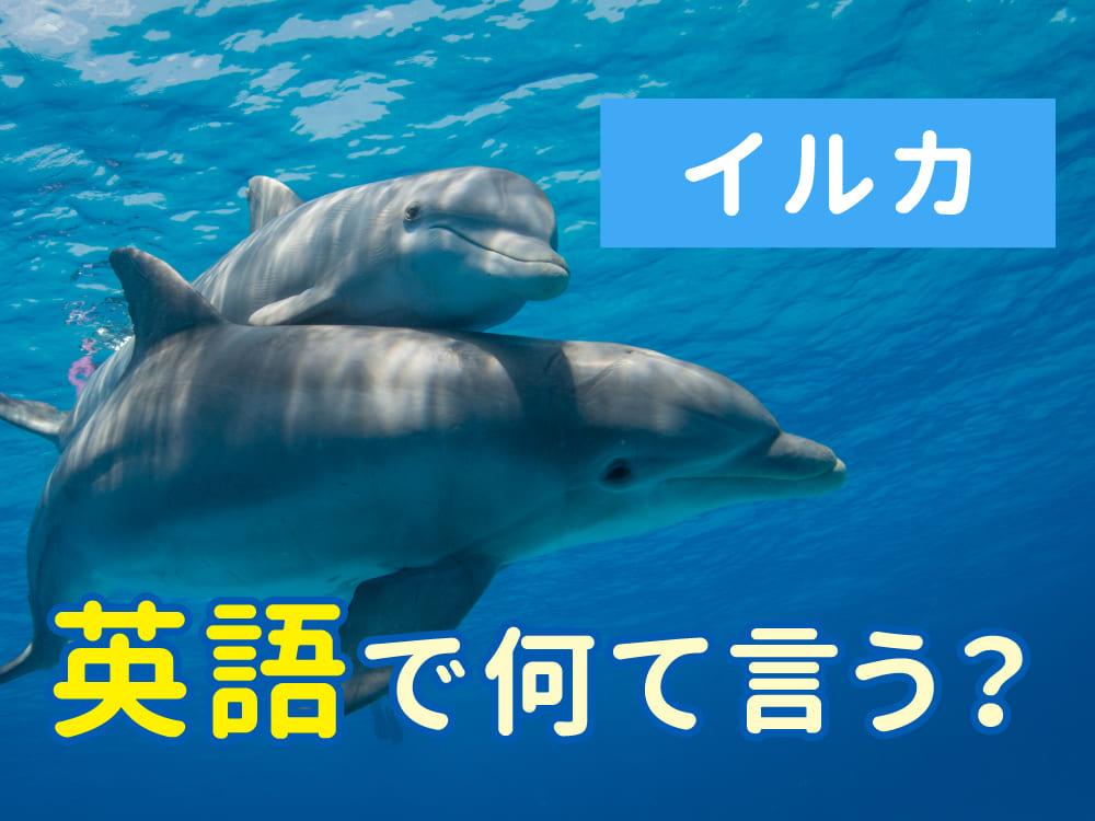 イルカは英語で何ていう?「dolphin」の意味と使い方まとめ