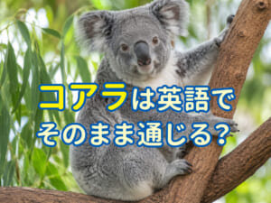 コアラは英語でそのまま通じる？発音や使い方をチェック