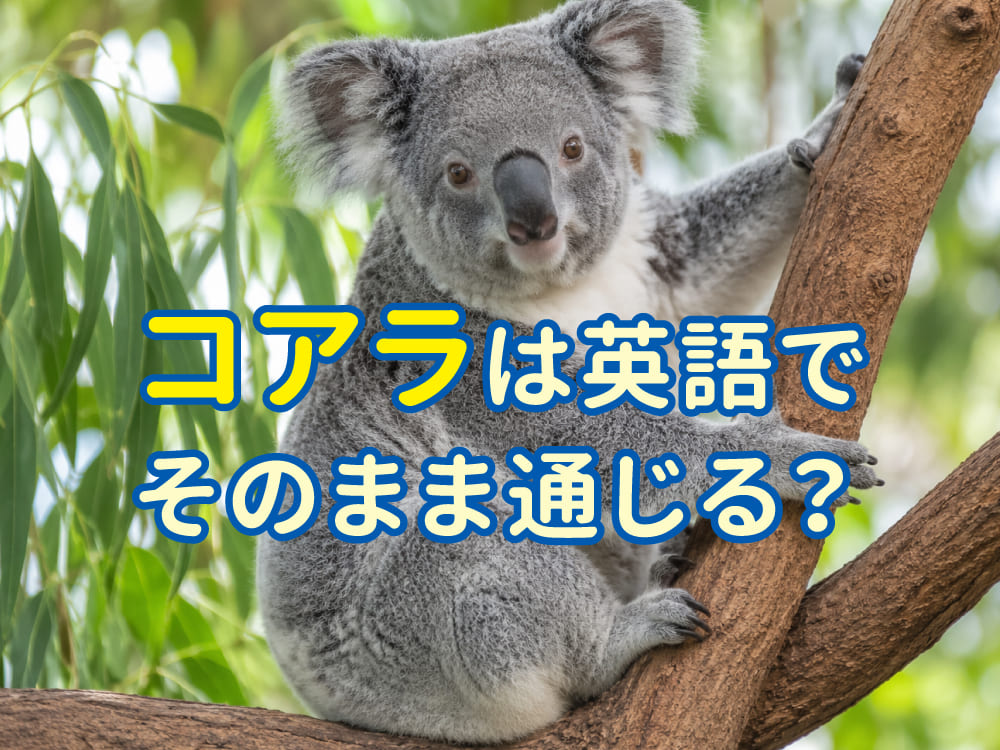 コアラは英語でそのまま通じる?発音や使い方をチェック