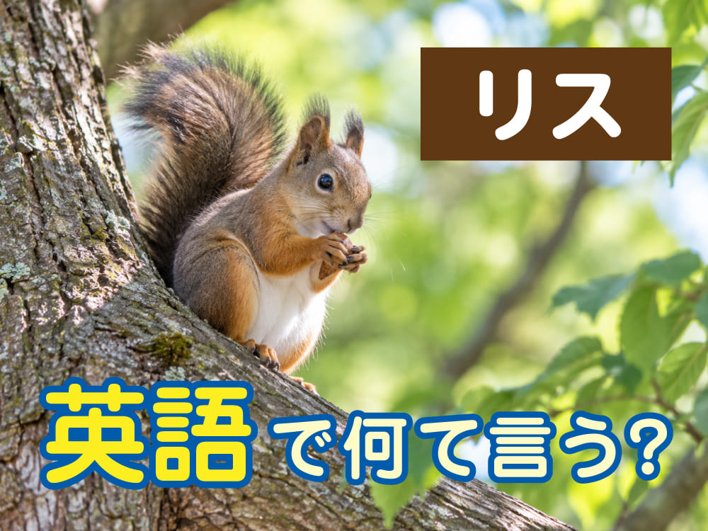 「リス」は英語で何と言う?発音や例文、関連する英単語を子供向けに解説
